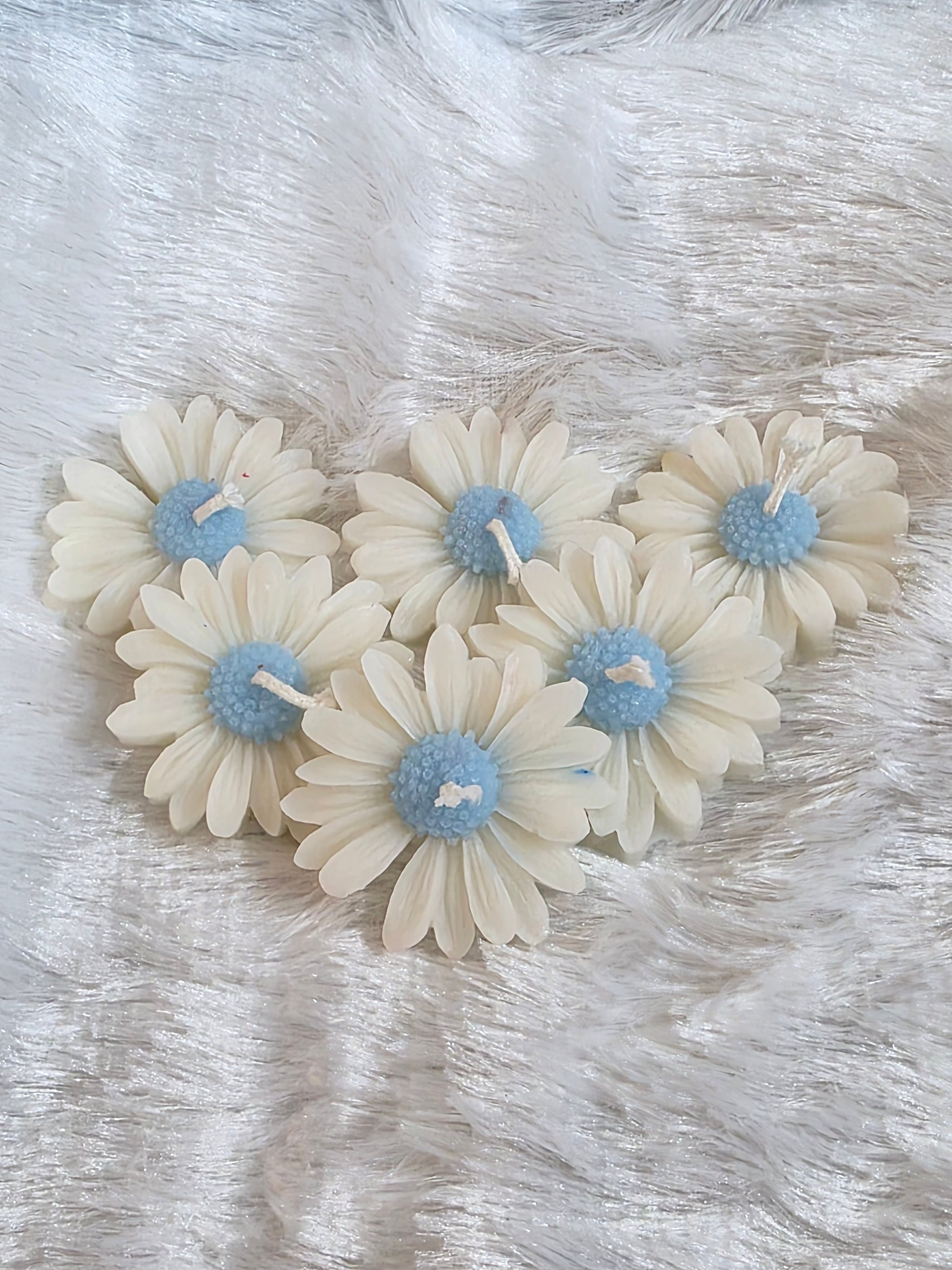 White Daisies Light Blue Center