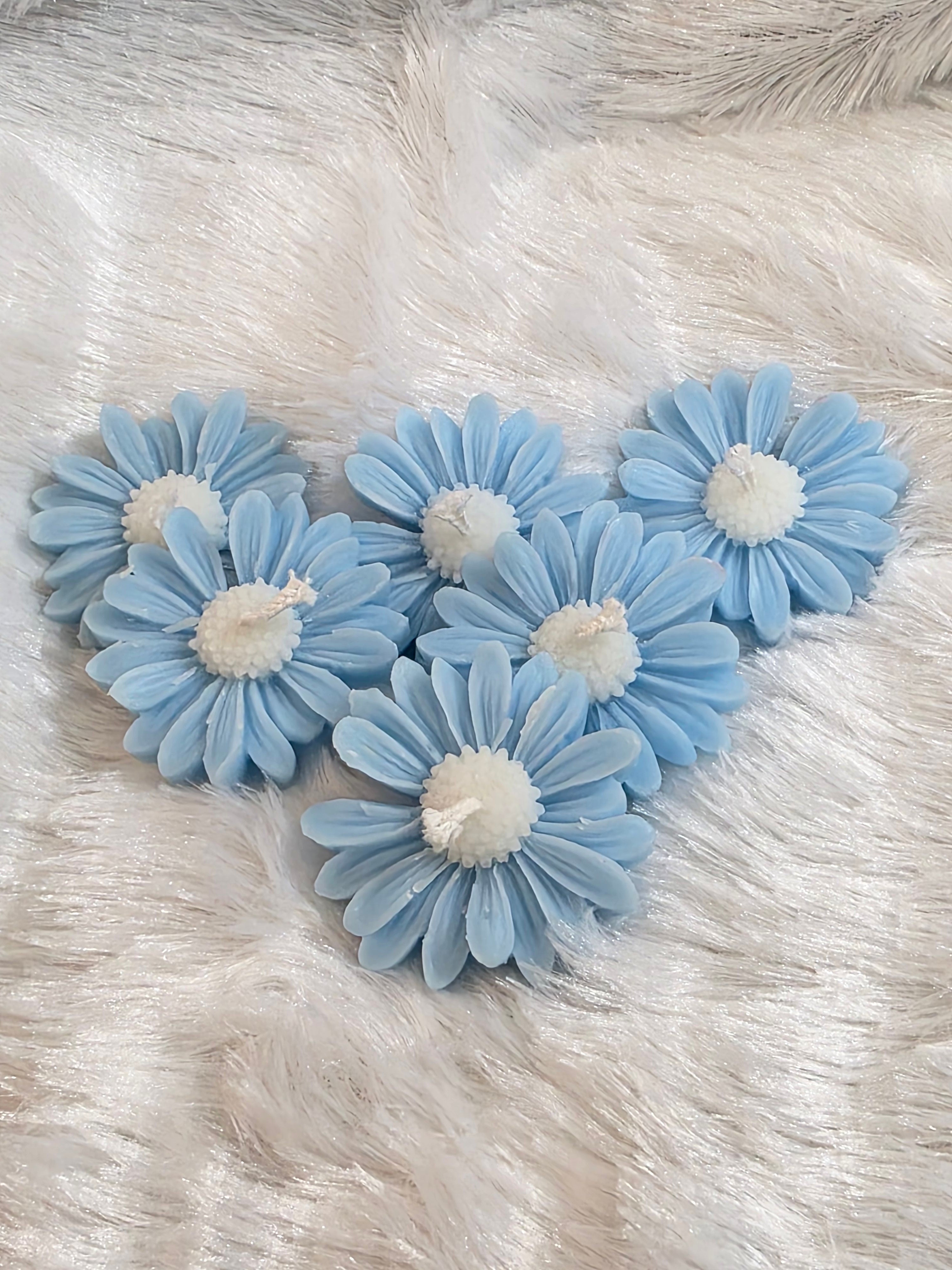 Light Blue Daisies